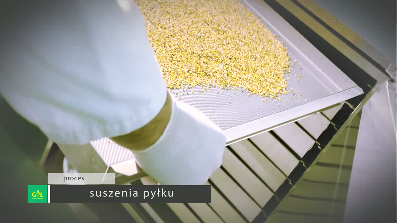 Pyłek kwiatowy rozłożony na sicie suszarniczym
