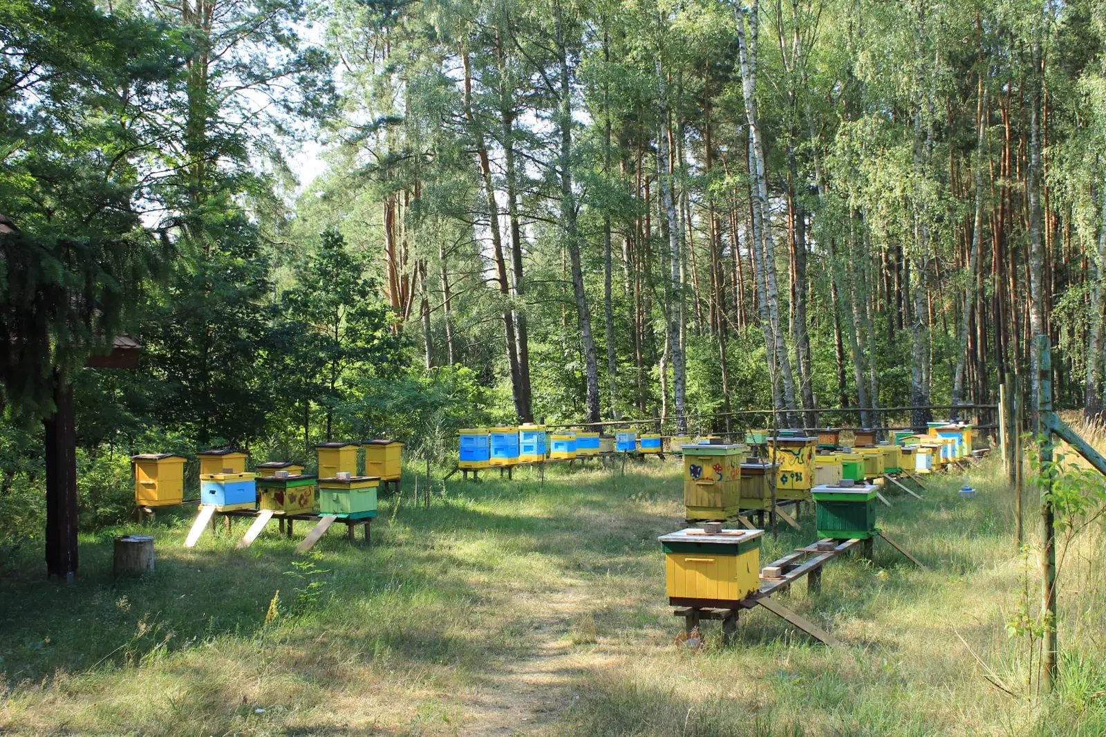 Pasieka z kolorowymi ulami na leśnej polanie